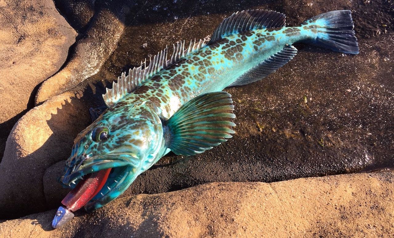 Rockfish, lingcod are on bite off Marin County coast